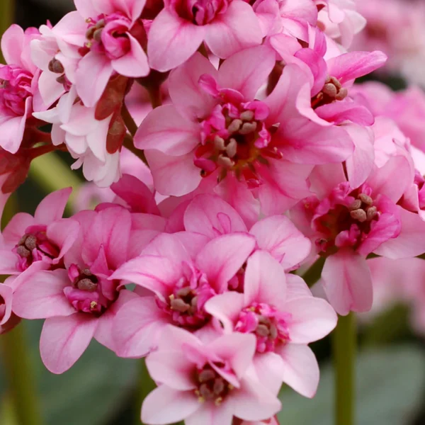 Bergenia cordifolia 'Dragonfly Sakura'