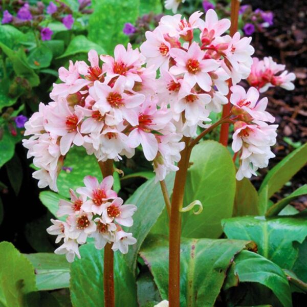 Bergenia cordifolia  'Jelle'