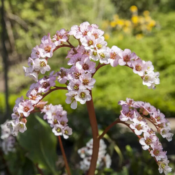 Bergenia cordifolia 'Schneekönigin'
