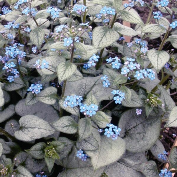 Brunnera macrophylla 'Looking Glass'