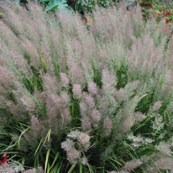 Calamagrostis brachytricha