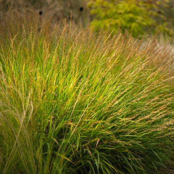 Calamagrostis splendens 'Cheju-Do'