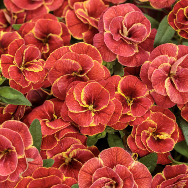 Calibrachoa Callibell® Trailing Double Flamerose