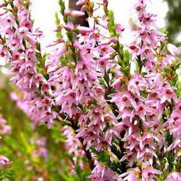 Сезонные растения