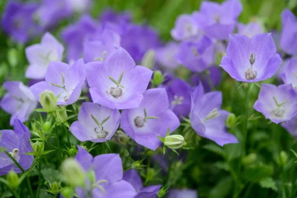 Campanula carpatica 'Blaue Clips'