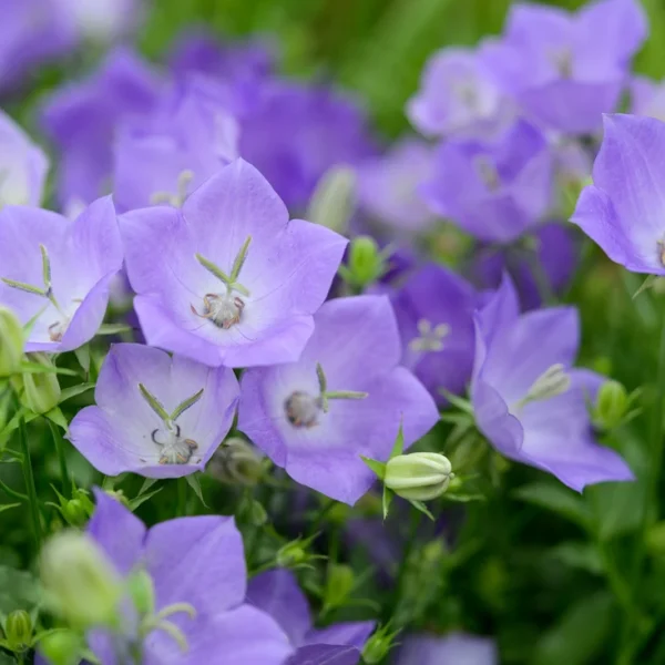 Campanula carpatica 'Blaue Clips'