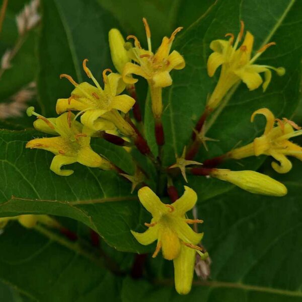 Diervilla sessilifolia