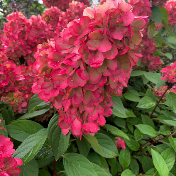 Hydrangea paniculata 'Bonfire' (Bloody Marie)
