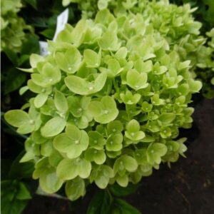 Hydrangea paniculata 'Little Lime' (Jane)