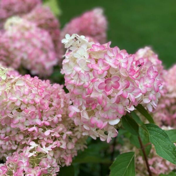 Hydrangea paniculata 'Pinkachu' (Smhppinka)