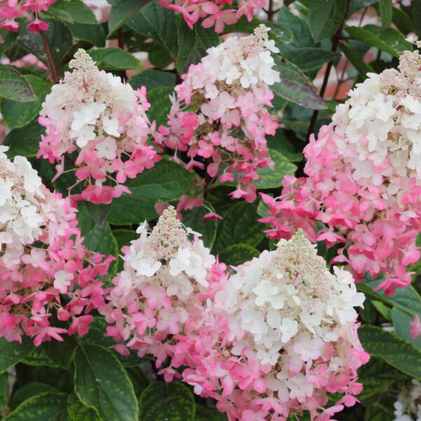 Hydrangea paniculata  'Pinky Winky'