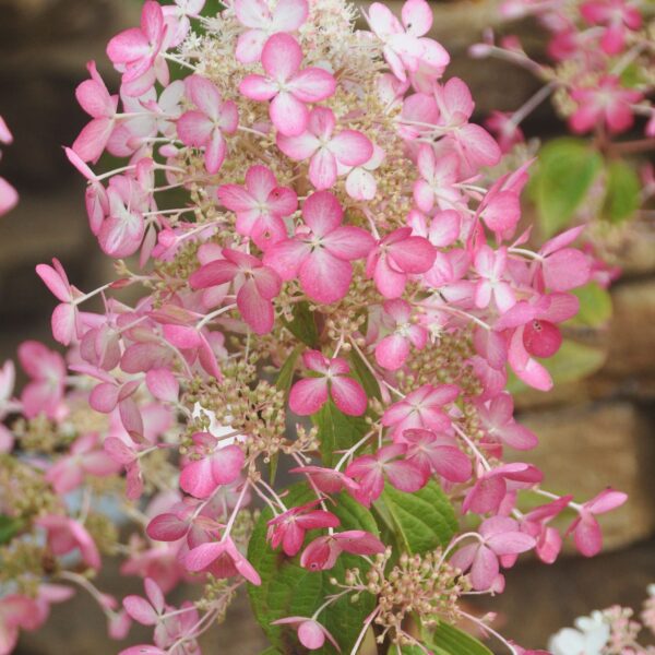 Hydrangea paniculata  'Ruby' (Angels Blush)