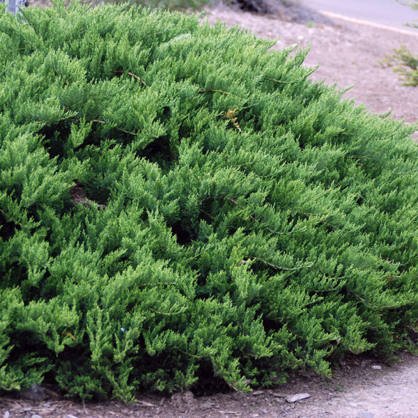 Juniperus sabina 'Tamariscifolia'