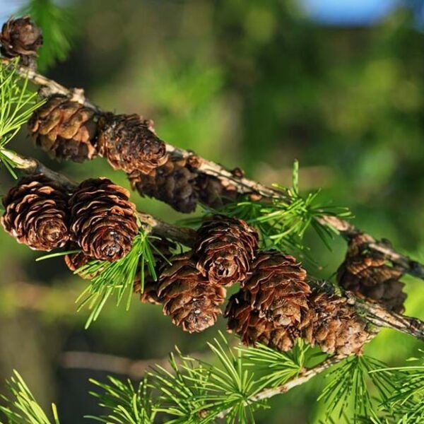 Larix decidua