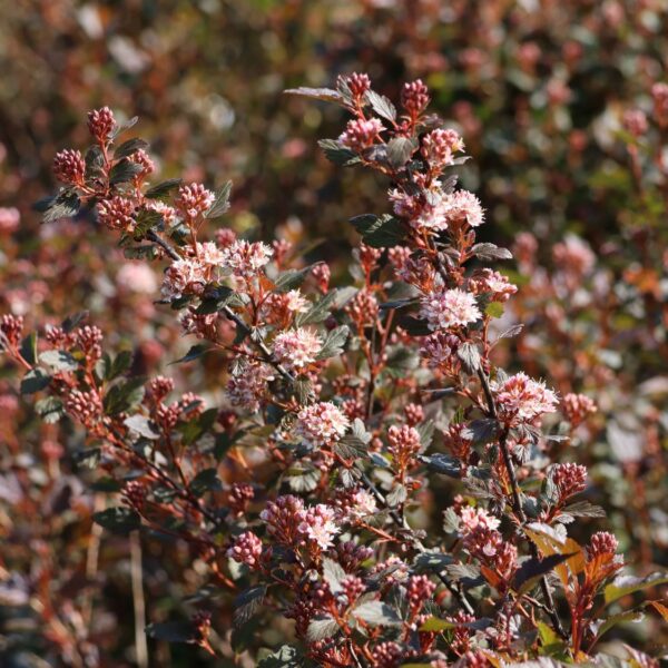 Physocarpus opulifolius 'Little Joker'