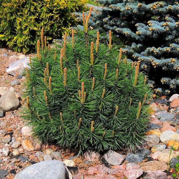 Pinus mugo var mughus