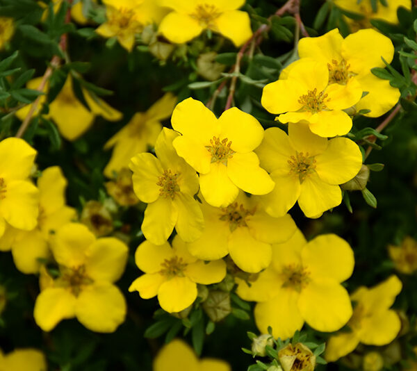 Potentilla fruticosa 'Goldstar'