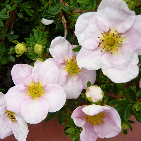 Potentilla fruticosa 'Princess'