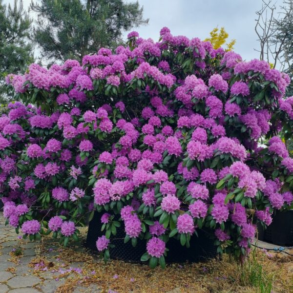 Рододендроны