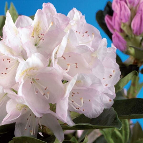 Rhododendron 'Cunningham-s White'