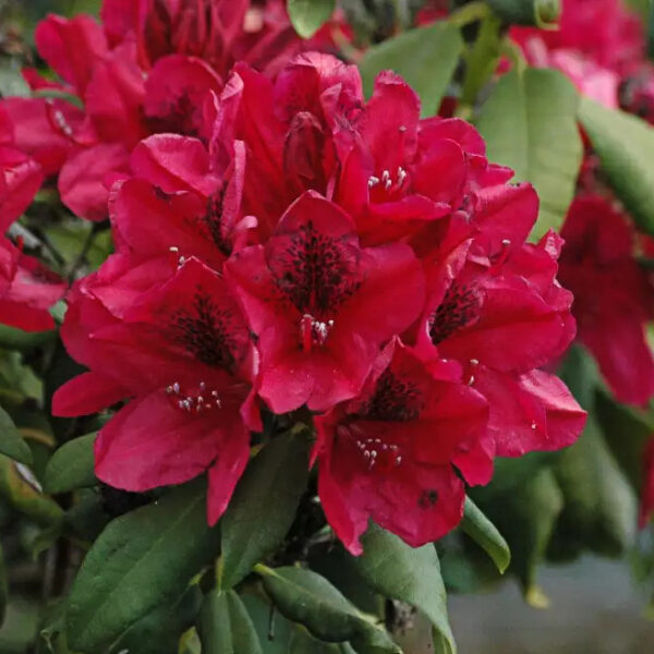 Rhododendron 'Lord Roberts'