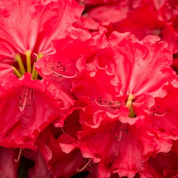 Rhododendron 'Markeeta-s Prize'