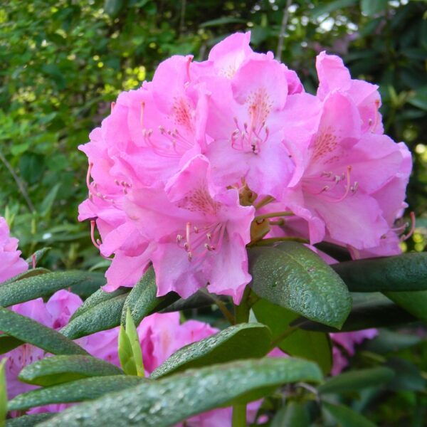 Rhododendron  'Roseum Elegans'