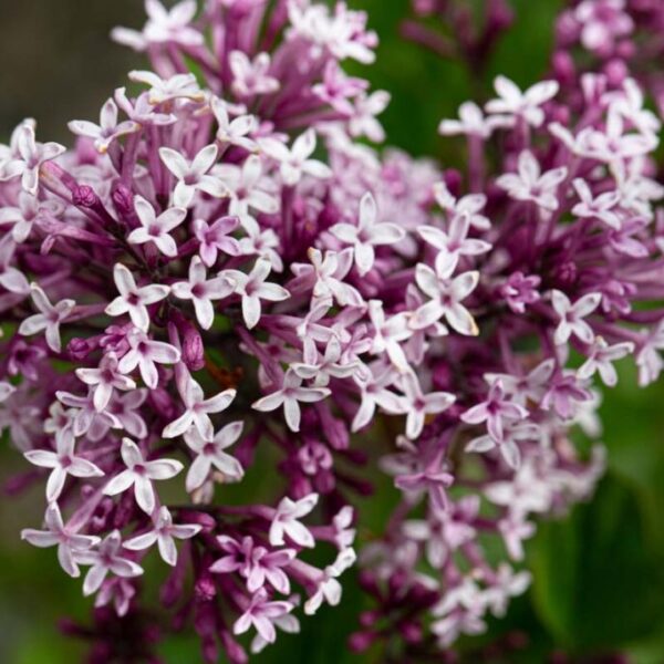 Syringa meyeri 'Palibin'