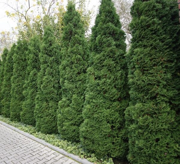 Thuja occidentalis 'Holmstrup'