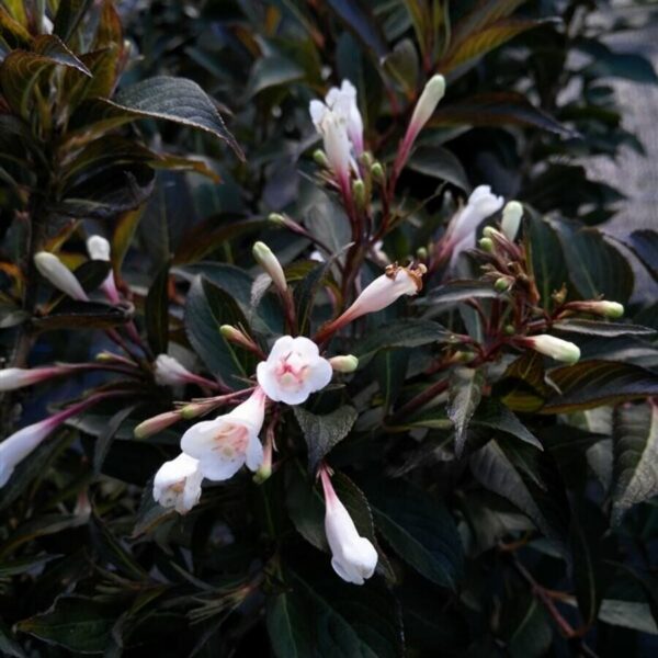 Weigela florida  'Black and White'