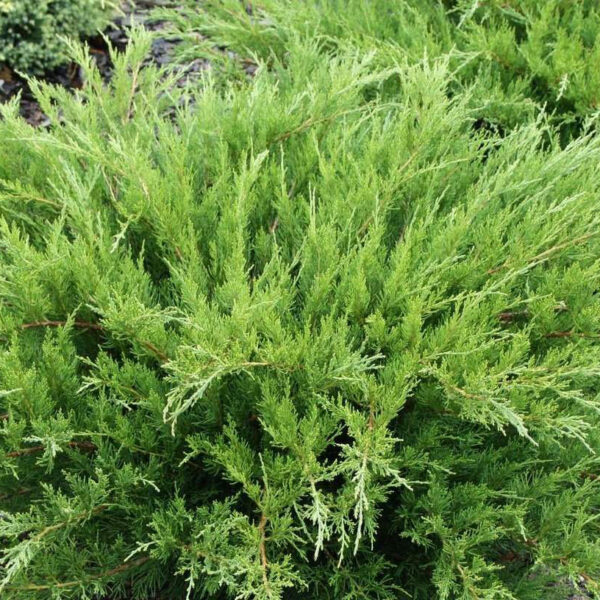 Juniperus x pfitzeriana 'Mint Julep'