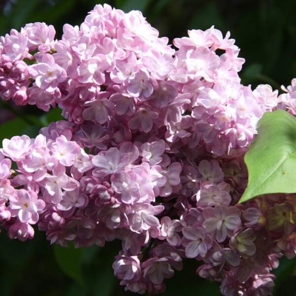 Syringa vulgaris 'Belle de Nancy'