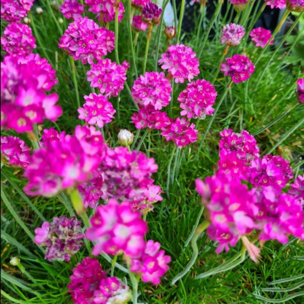 Armeria maritima 'Splendens Perfecta'