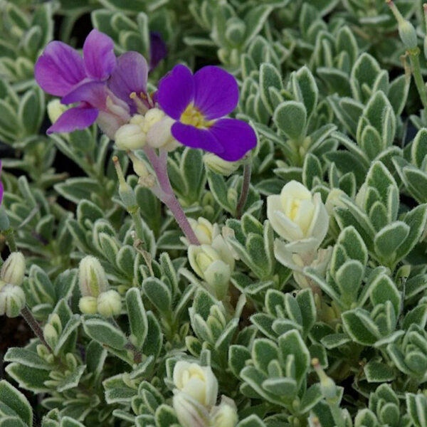 Aubrieta 'Argenteovariegata'