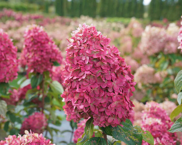 Hydrangea paniculata 'Limelight Prime'