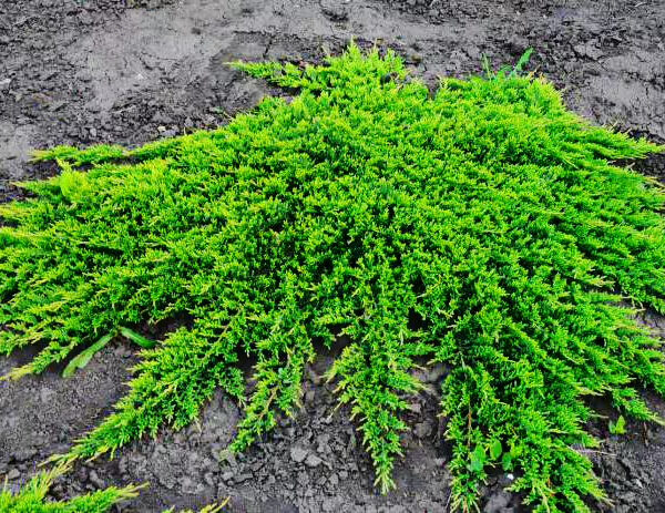 Juniperus horizontalis 'Prince of Wales'