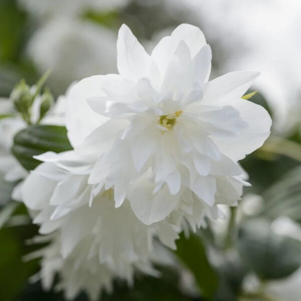 Philadelphus  'Minnesota Snowflake'