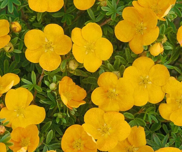 Potentilla fruticosa 'Tangerine'