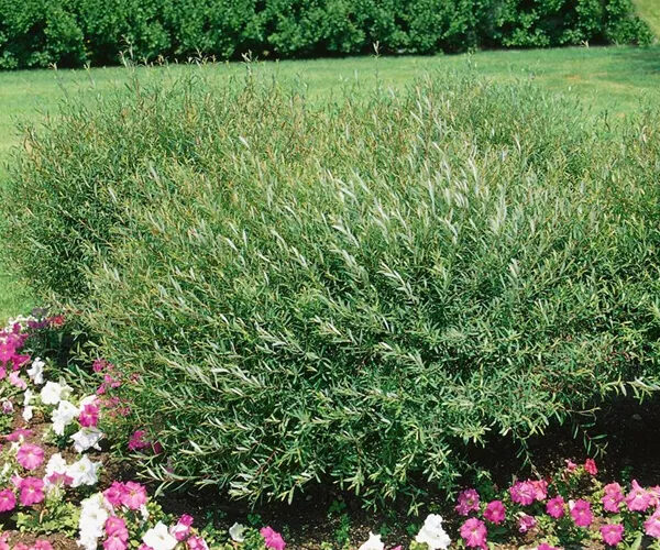 Salix purpurea 'Pendula'