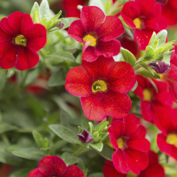 Calibrachoa Callibell® Trailing Ruby