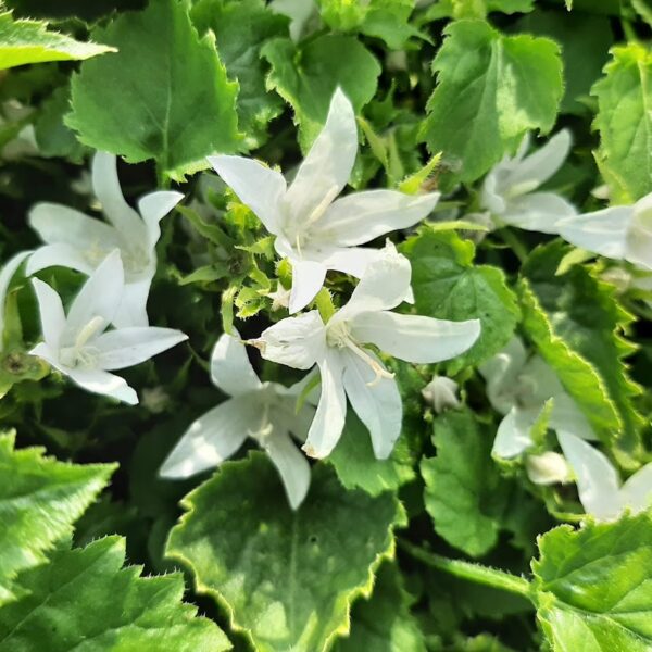 Campanula poscharskyana  'Silberregen'