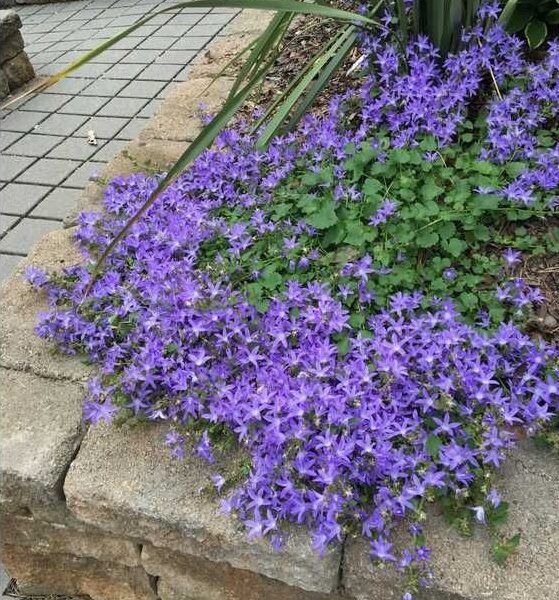 Campanula poscharskyana 'Blauranke'