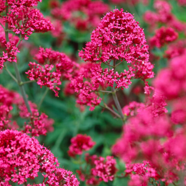 Centranthus ruber 'Coccineus'