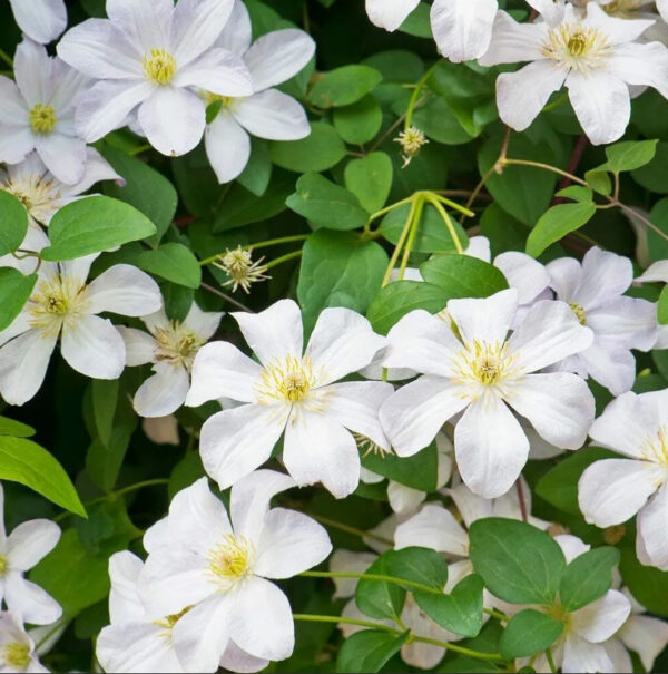 Clematis 'Madame Le Coultre'