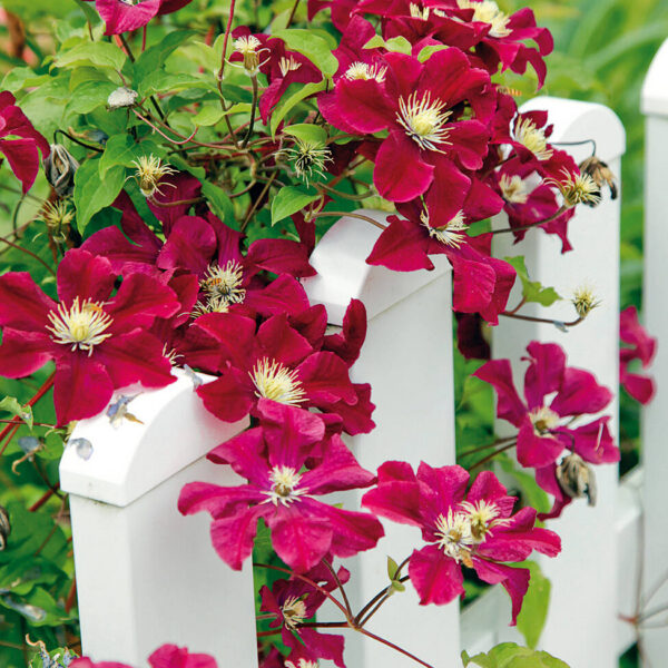 Clematis  'Rouge Cardinal'