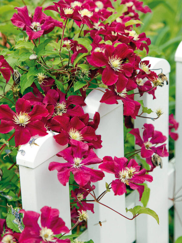 Clematis  'Rouge Cardinal'