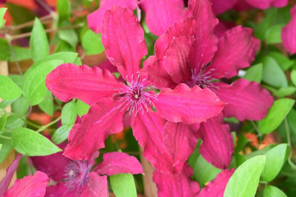 Clematis 'Rüütel'