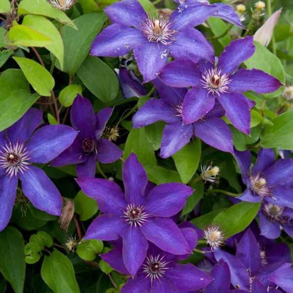 Clematis hybr. 'The President'