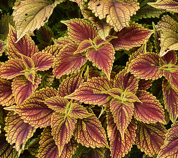 Coleus 'Golden Dreams'