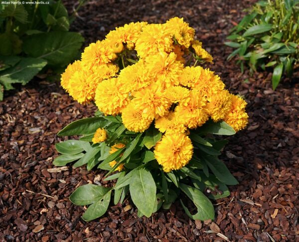 Coreopsis grandiflora 'Solanna Golden Sphere'